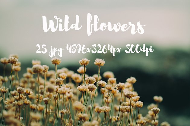 野花图片集 Wild Flowers II photo pack