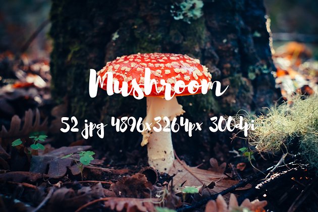 丛林野蘑菇高清照片素材II Mushrooms photo pack II