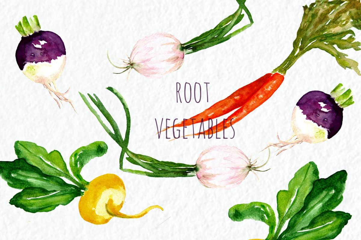水彩蔬菜插画素材 Root vegetables. Watercolor Clipart