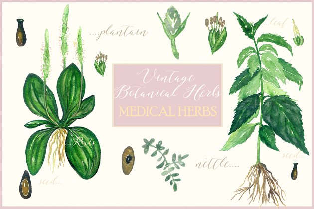 医学植物学插画 Botanical medical plants Vintage