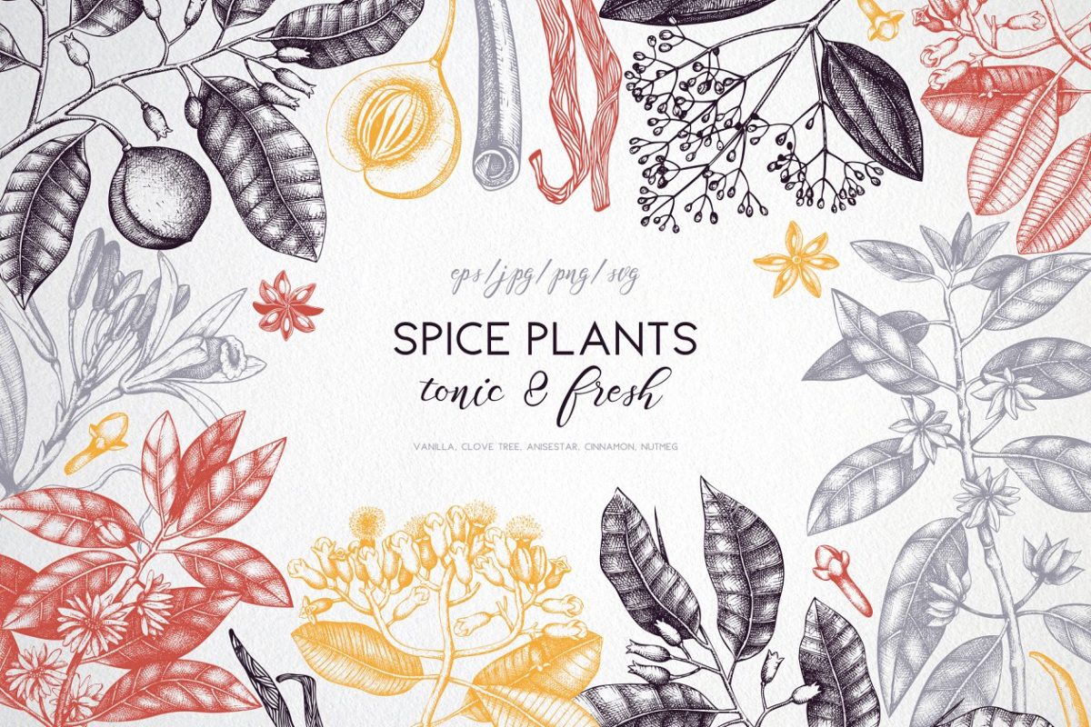 矢量辣植物集合 Vector Spicy Plants Collection