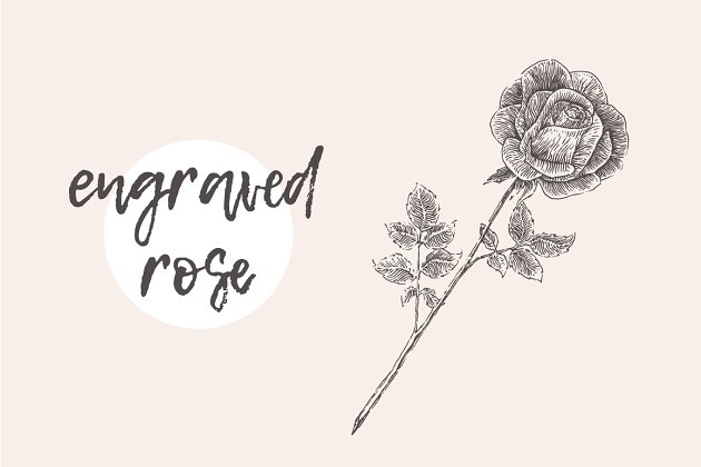 玫瑰花素描插画 Illustration of a rose flower