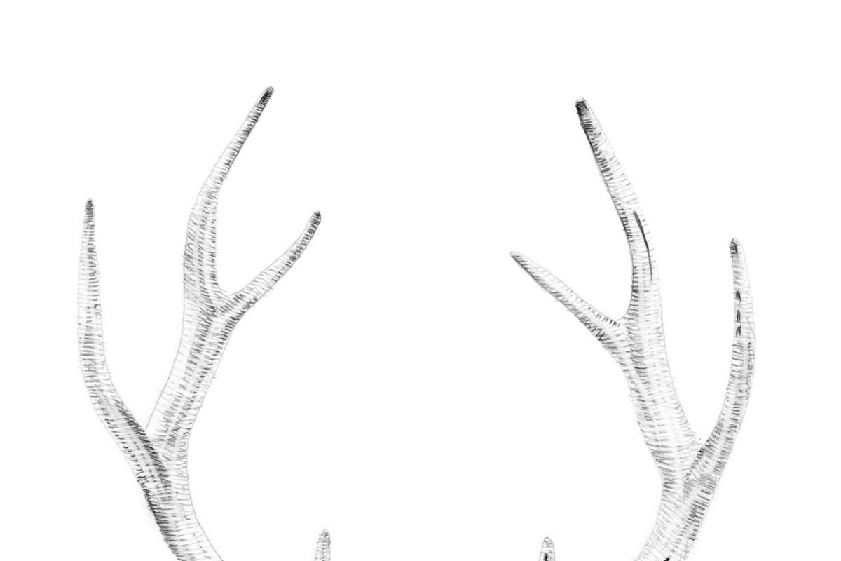 手绘鹿插画素材 Portrait of deer drawn by hand