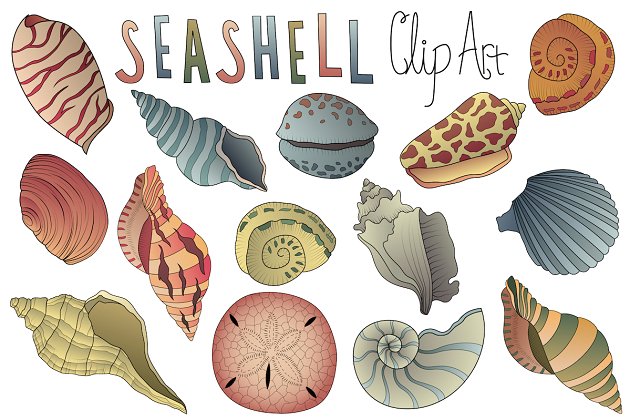 海贝矢量剪贴画 Seashell Clipart Vector PNG & JPG