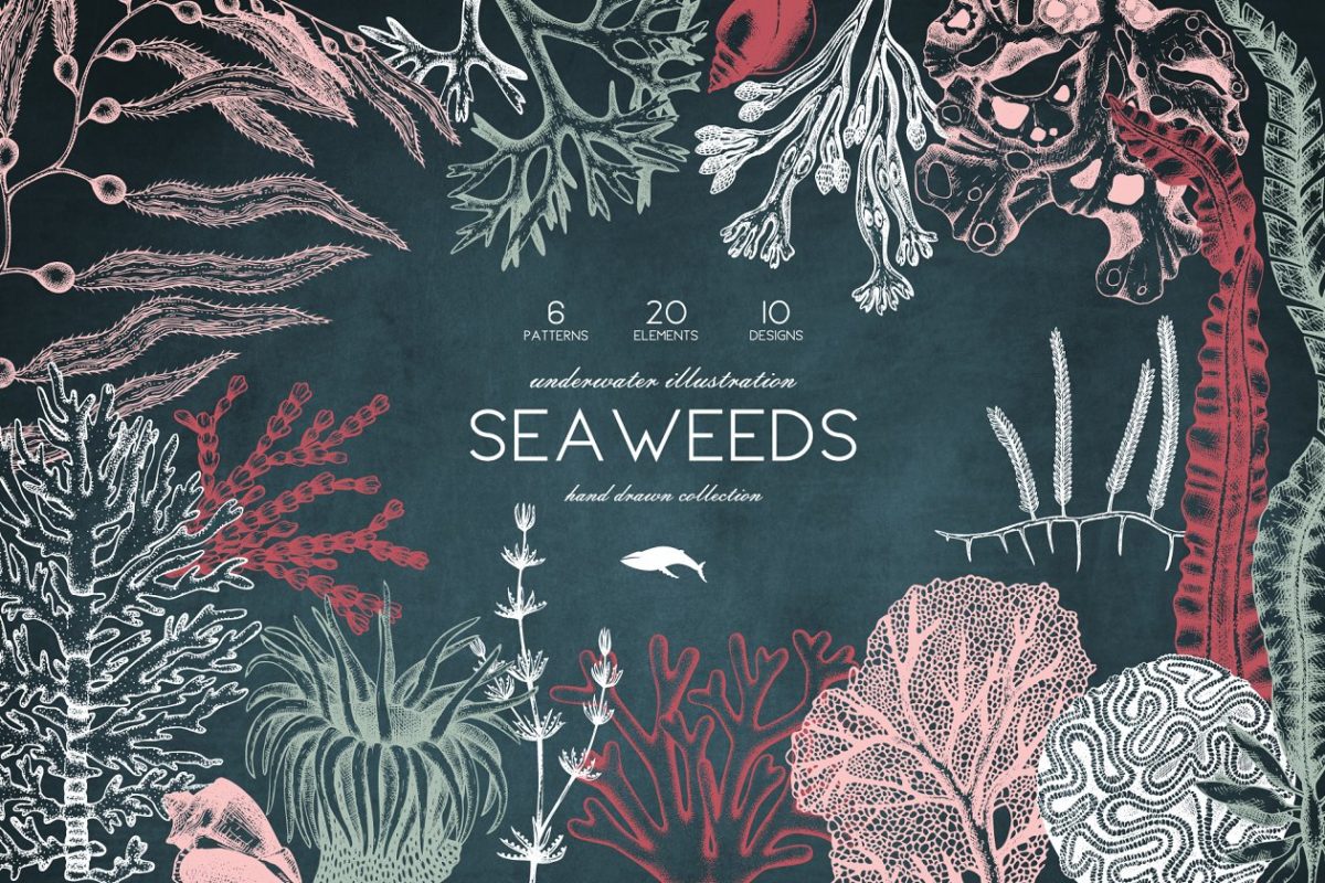 海藻珊瑚矢量插画合集 Vector Seaweeds & Corals Set