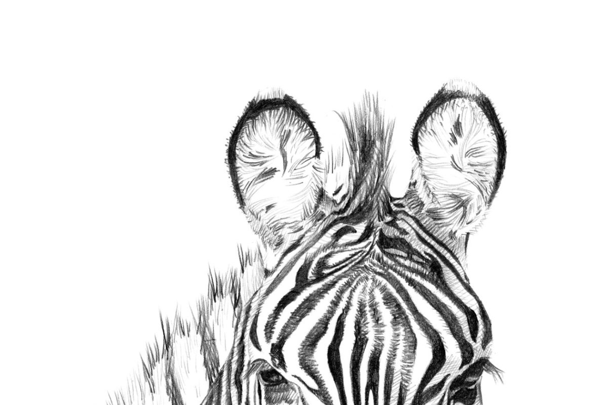 用手画的斑马肖像插画 Portrait of zebra drawn by hand