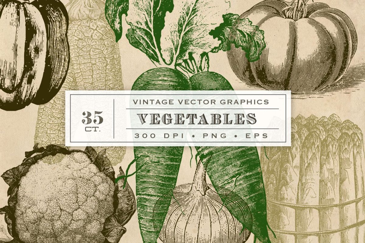 经典蔬菜插画 Vintage Vegetable Garden Graphics