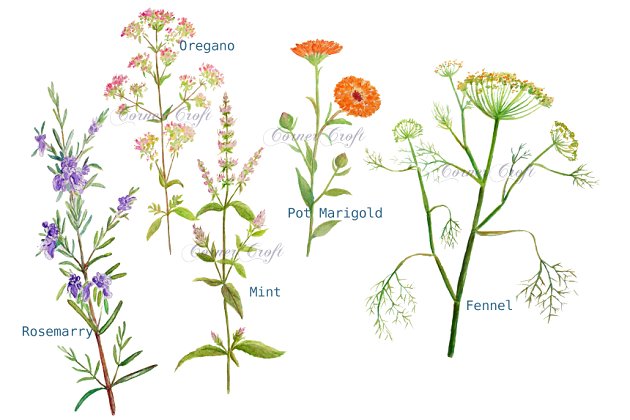 水彩花卉素材 Watercolor Clipart Herb Flowers