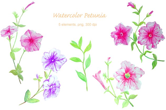 水彩牵牛花插画 Watercolor Flower Petunia