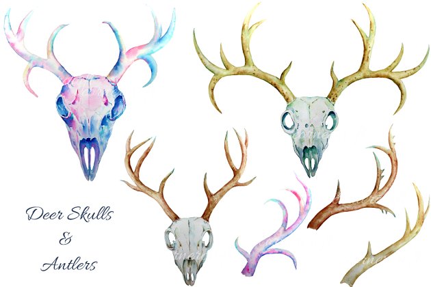 水彩鹿角插画 Watercolor Deer Skull clipart