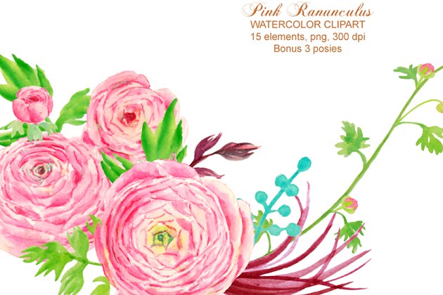 水彩插画素材 Watercolor Clipart Pink Ranunculus