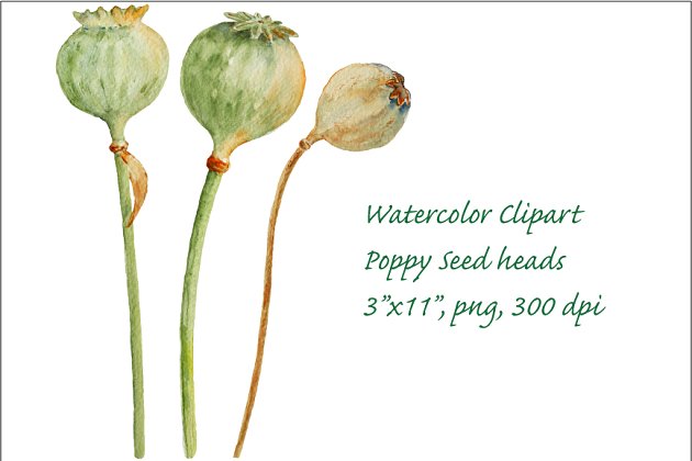 水彩种子花卉剪贴画 Watercolor Clipart Poppy Seed Pods