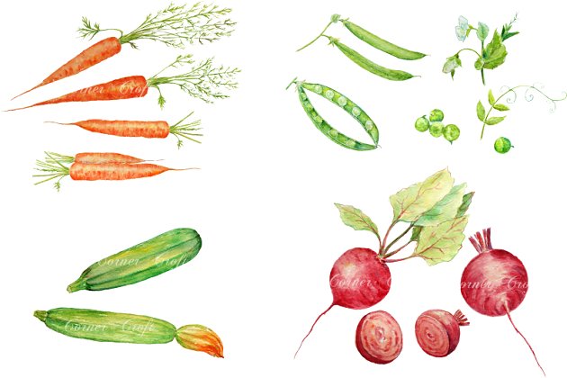 水彩蔬菜素材插画 Watercolor Vegetable Collection 1