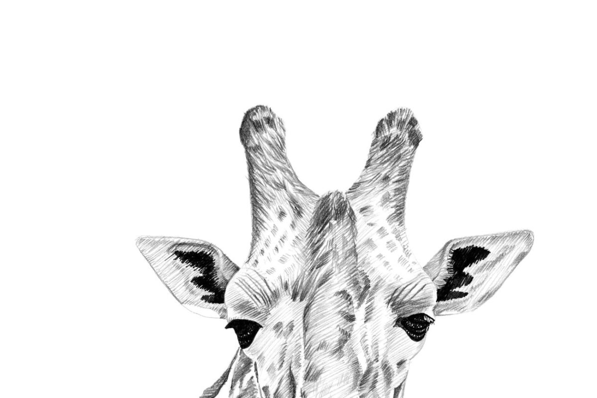 手绘长颈鹿肖像插画 Portrait of giraffe drawn by hand