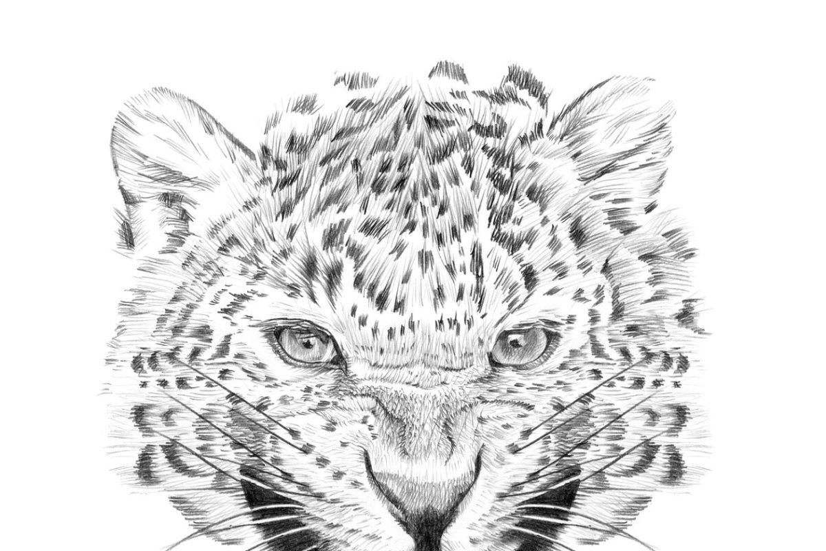 手工绘制的豹纹肖像素描 Portrait of leopard drawn by hand