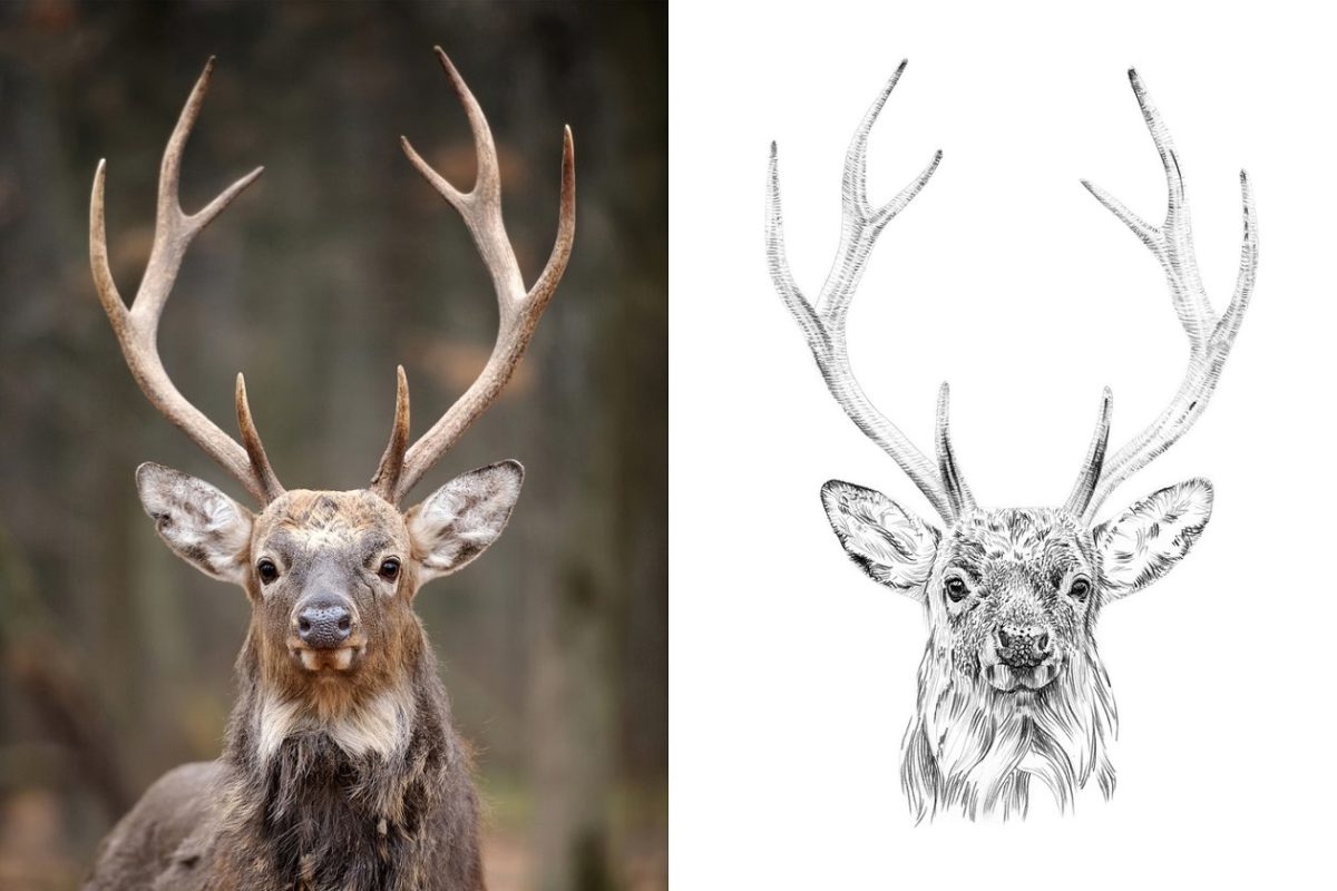 鹿的素描插画 Deer portrait drawn pencil