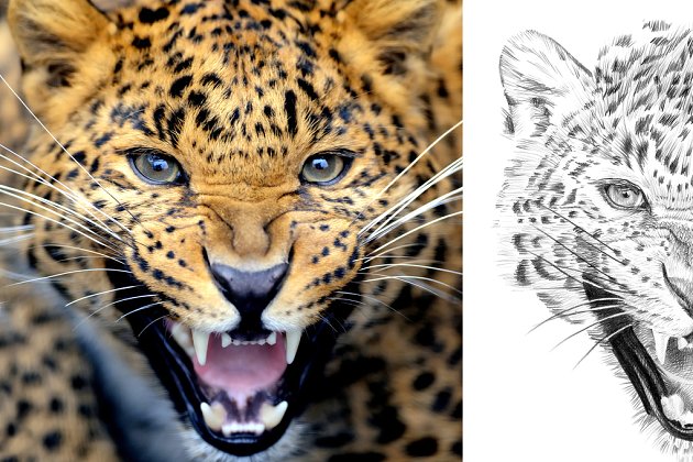 豹子素描插画 Leopard portrait drawn pencil