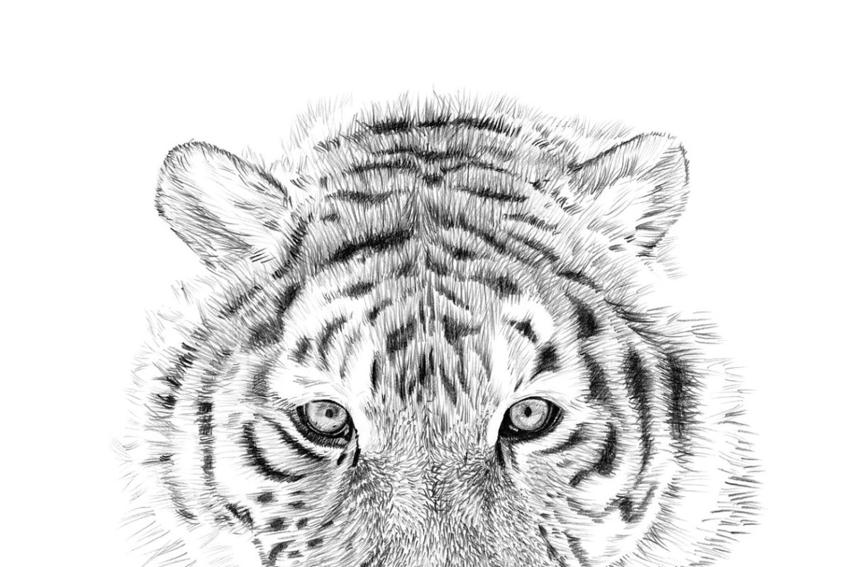用手画的老虎肖像 Portrait of tiger drawn by hand