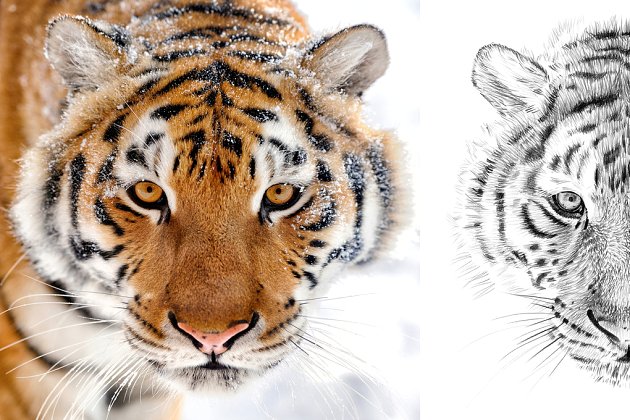 手绘老虎插画 Tiger portrait drawn pencil