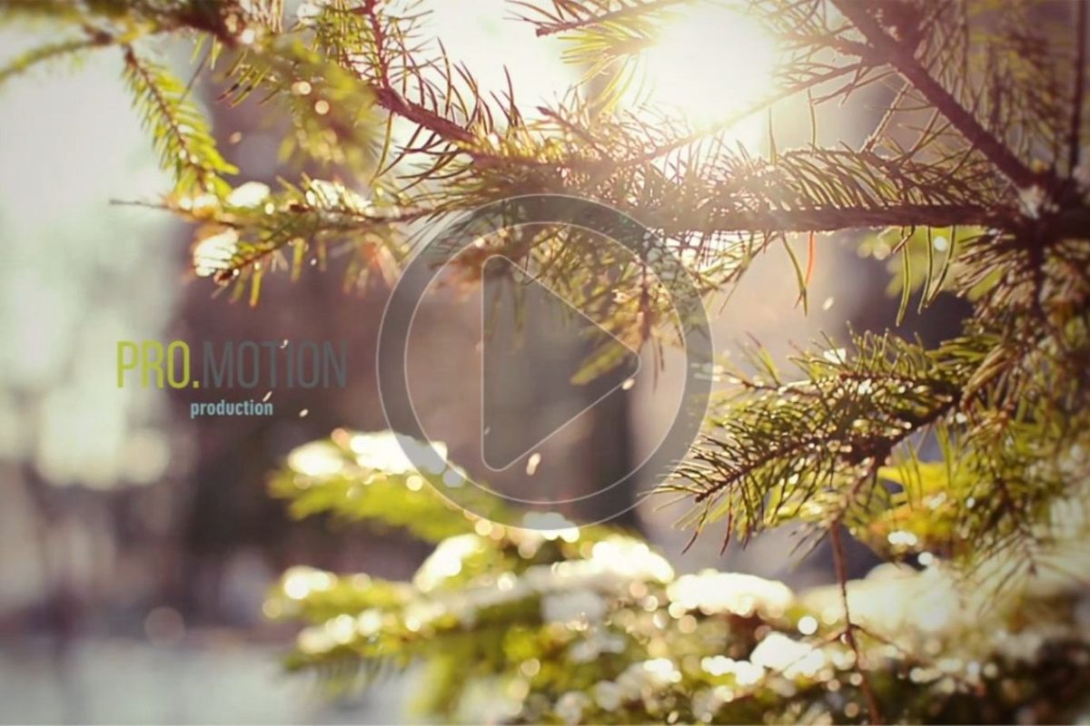 下雪效果的视频素材 Snowy Pine in a Rays of Sun. LIVE HD