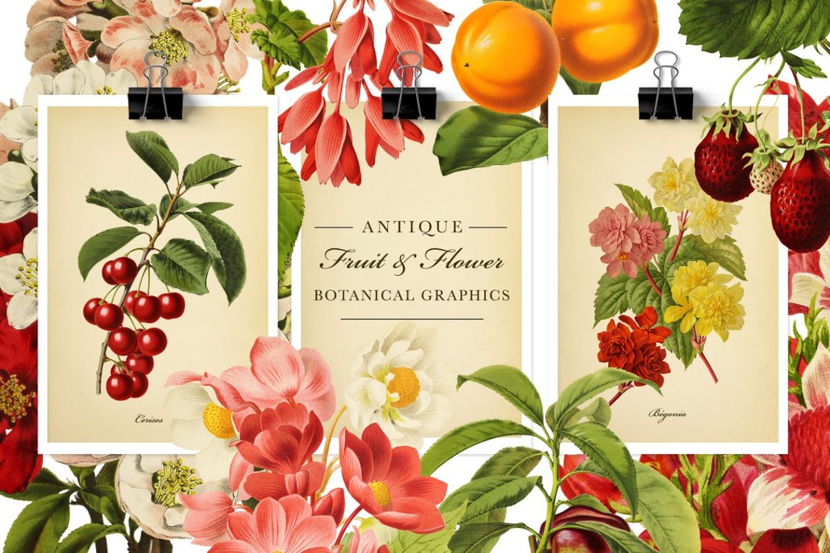 复古水果花卉图形集 Antique Fruit & Flowers Graphics