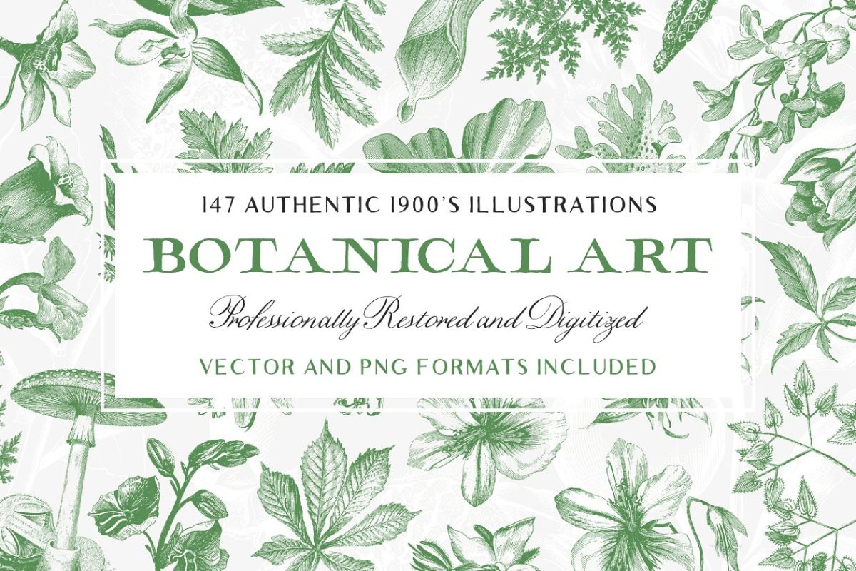 复古植物图片集 147 Botanical Illustrations Pack