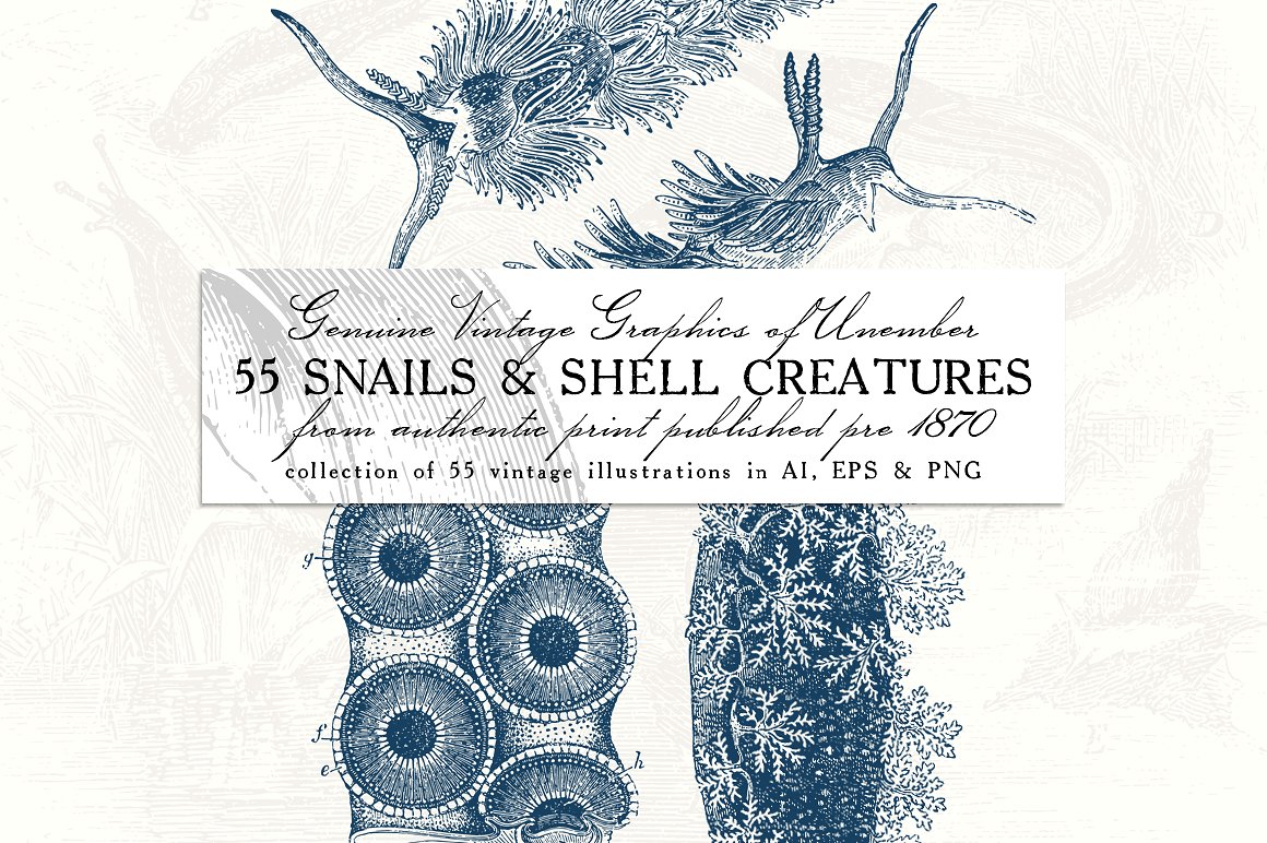 航海图形插画 55 Snails and Shell Creatures Illus.