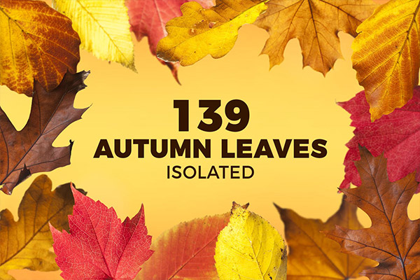 139个高分辨率彩色秋天立秋秋分树叶叶子大集合