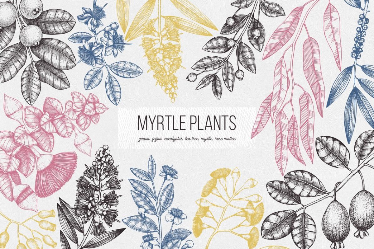 桃金娘植物矢量图形 Vector Myrtle Plants Sketches