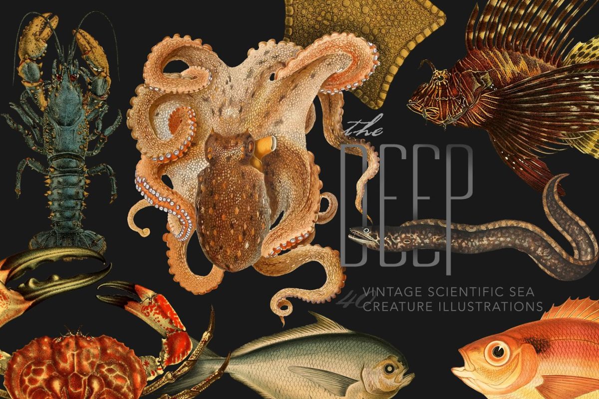 深海生物插图 The Deep Sea Creature Illustrations