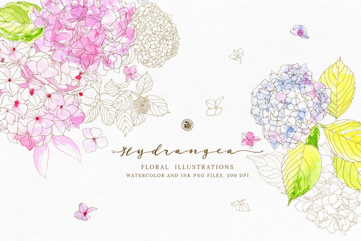 八仙花属水彩剪贴画集 Hydrangea – watercolor and ink