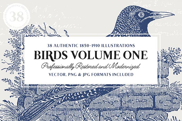 38个时尚高端少见西游的复古鸟类雕刻手绘素描风格插画集合Vol.1