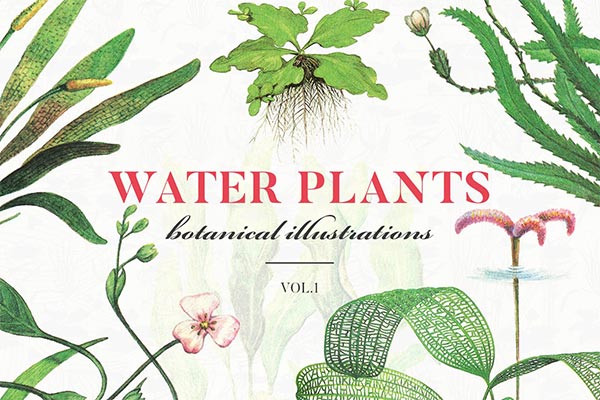 少见稀有的手绘水彩水生植物插画元素集合Vol.1