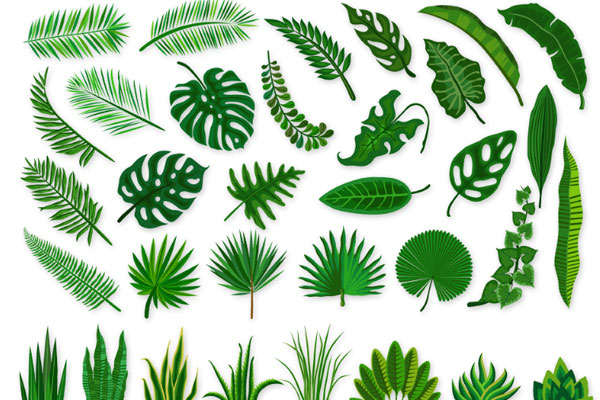 绿色热带植物花艺设计套装视频ae素材