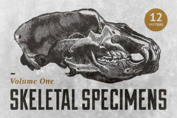 人类&动物骨骼标本复古矢量图形套装