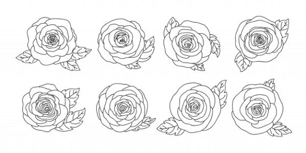 简约手绘白描玫瑰花素材