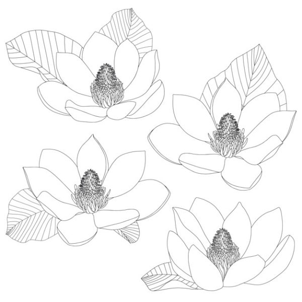 白色背景上的木兰花素描集