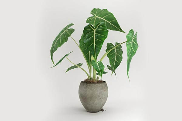 场景设计必备的大叶绿植植物（黑叶观音莲）3D模型下载（obj）