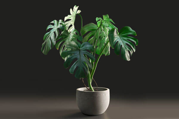 常备高品质3D绿植模型龟背竹C4D模型下载（C4D,FBX 含贴图）