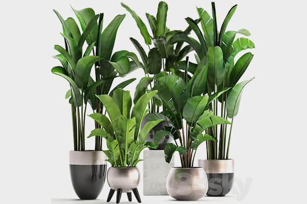 多种绿植3D模型合集下载（FBX，OBJ，MAX）