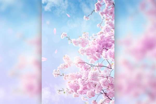 粉色樱花浪漫春季海报设计模板 (psd)