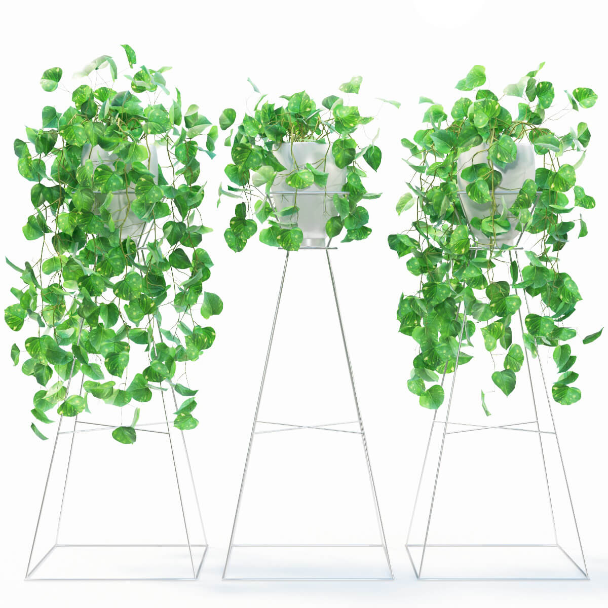 绿箩植物3D模型（OBJ,FBX,MAX）