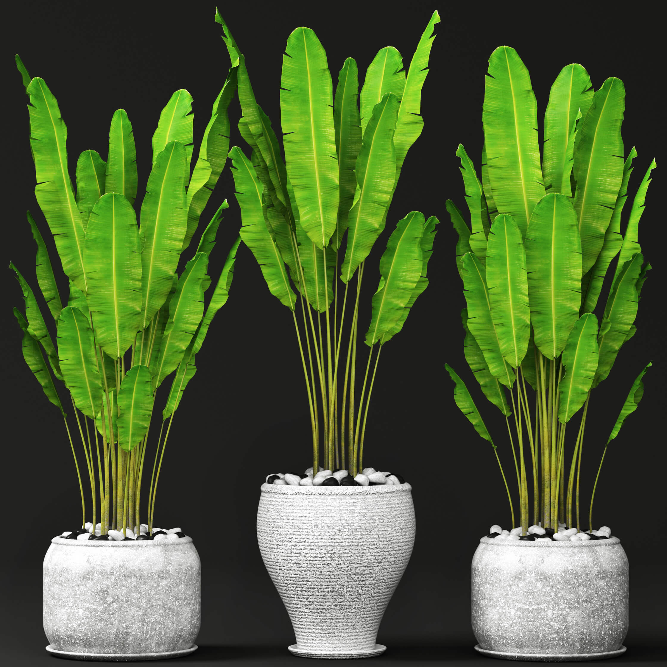 棕榈植物3D模型（OBJ,FBX,MAX）
