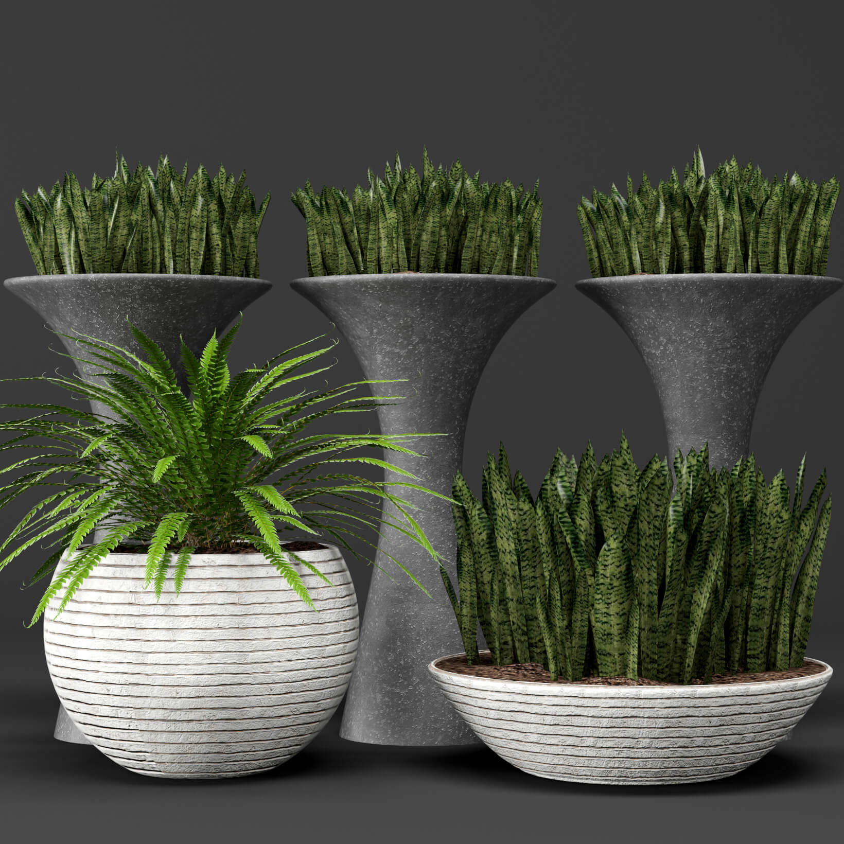 虎尾兰植物3D模型（OBJ,FBX,MAX）