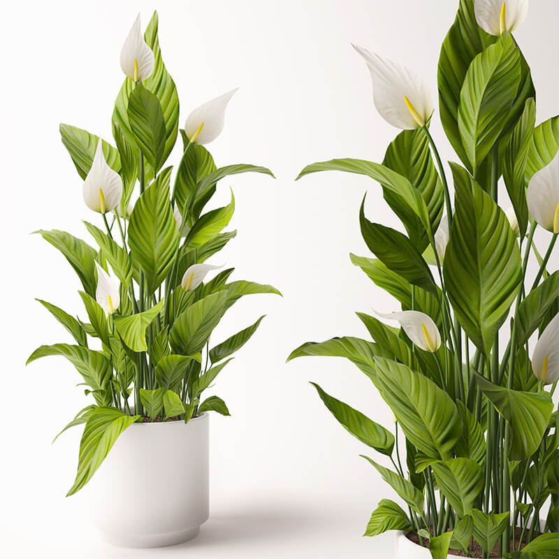 白掌植物3D模型（OBJ,FBX,MAX）