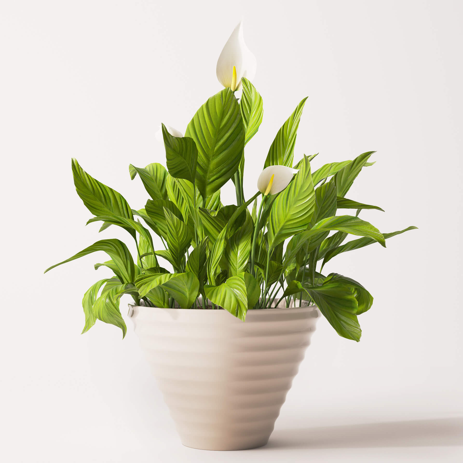 单颗白掌植物3D模型（OBJ,FBX,MAX）