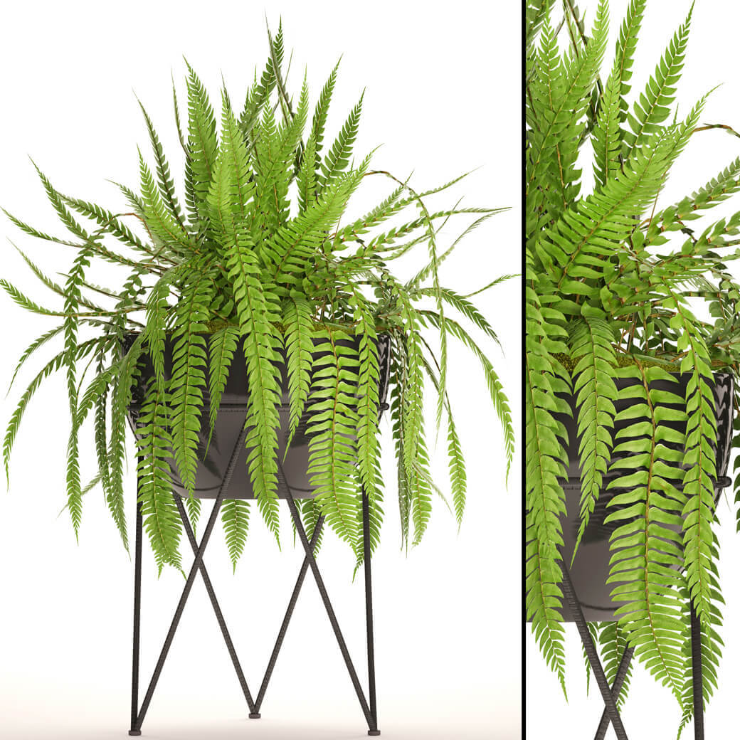 蕨类植物3D模型（OBJ,FBX,MAX）