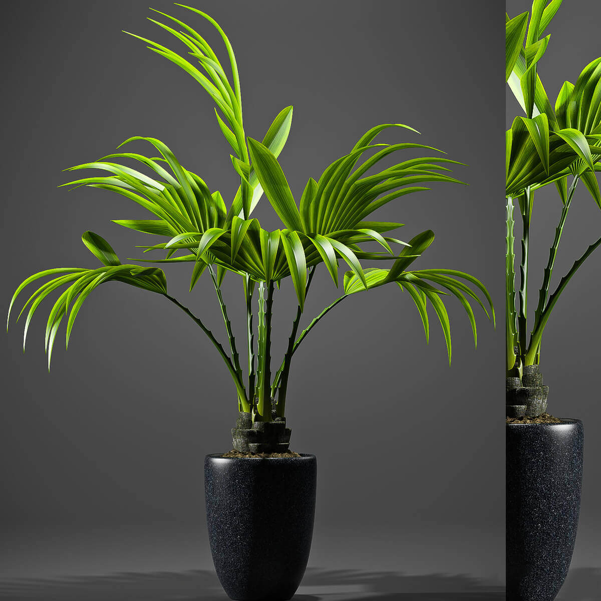 棕榈植物盆景3D模型（OBJ,FBX,MAX）