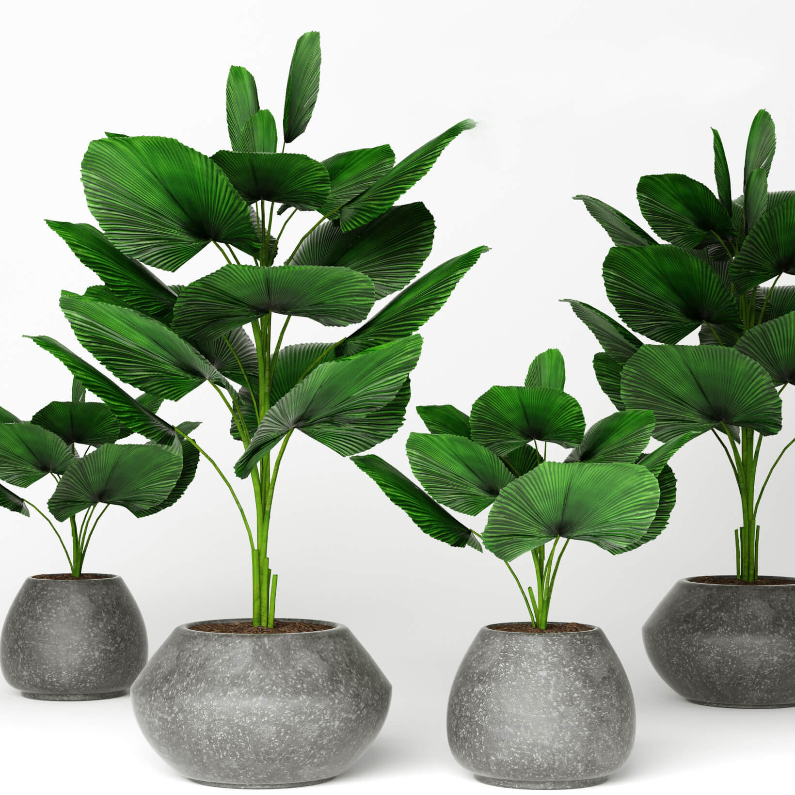 盆栽轴榈植物3D模型（OBJ,FBX,MAX）