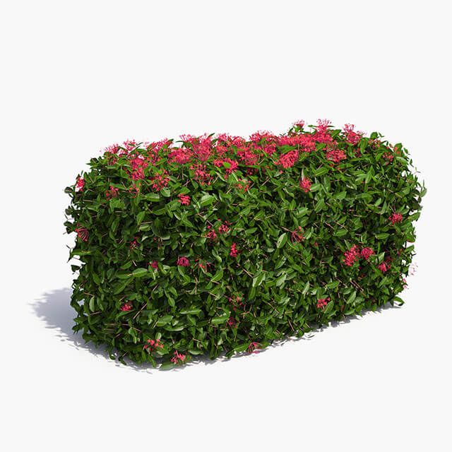 开红色小花的低树篱3D模型（OBJ,FBX,MAX）